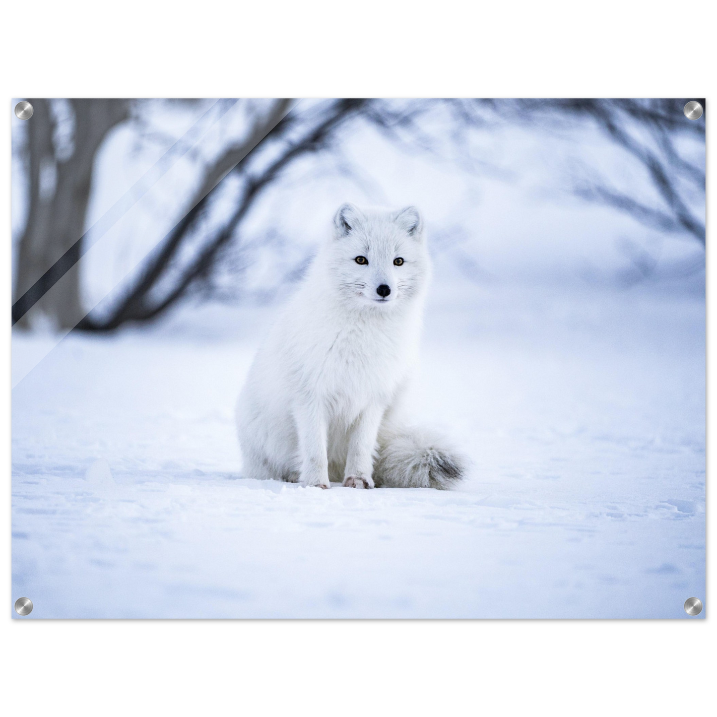 a98e5216-c7c3-492f-872e-a2220366c161
